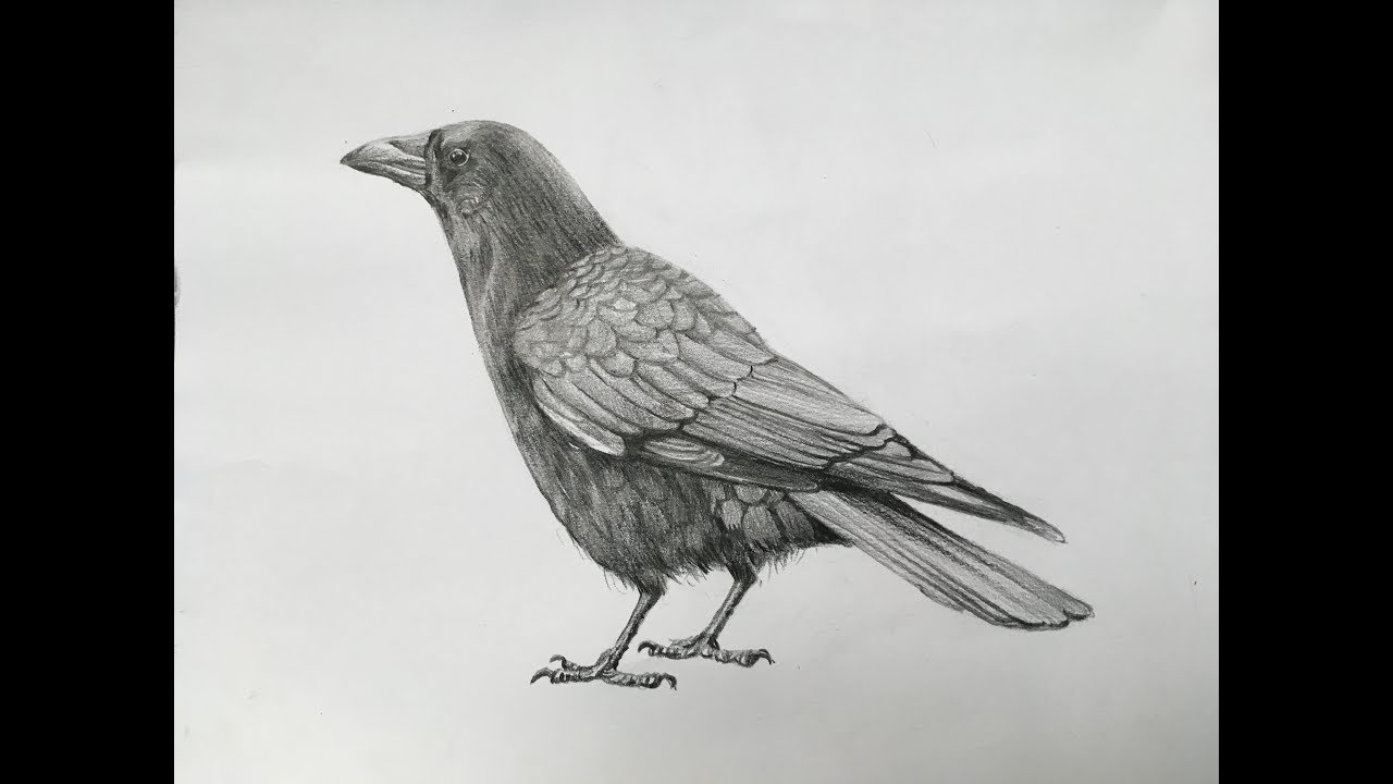 Crow Pencil Sketch  Ink  Pixels