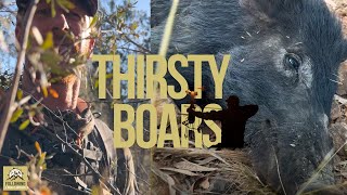 A THIRSTY BOAR taken with the bow while out hunting Rusa Deer- BOWHUNTING Australia