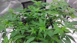 Day 32 vegg from clone in 4×4 gorilla grow tent