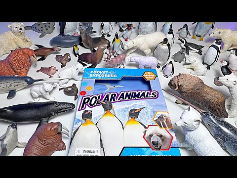 Polar Animals Collection - Polar Bear, Walrus, Seal, Whale, Penguin, Narwhal, Arctic Fox