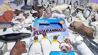 Polar Animals Collection  Polar Bear, Walrus, Seal, Whale, Penguin, Narwhal, Arctic Fox