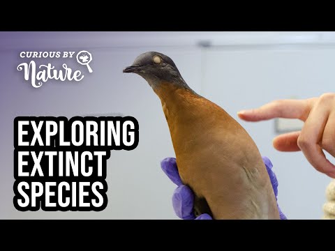 วีดีโอ: ประวัติความเป็นมาของนกพิราบโดยสารและบทเรียนที่เราได้เรียนรู้จากการสูญพันธุ์