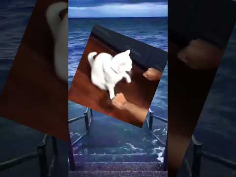 Снежок всё не догоняет 🤣 #cat #природа #прикольныекоты #funny #видосыоткота #животные #cute #смешно