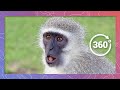 Monkey Business | Wildlife in 360 VR