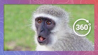 Monkey Business | Wildlife in 360 VR