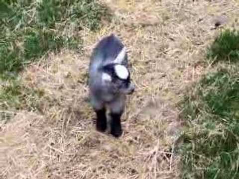 BOUNCING BABY PYGMY GOAT! (6/08) - YouTube