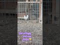 #cock #hen