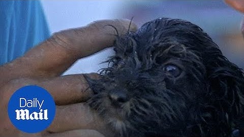 Firefighters stage dramatic rescue of puppy from drain pipe - Daily Mail