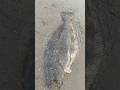 EPIC! Legal Halibut Catch on 4lb Test & Ultralight Rod @ Mission Bay in San Diego #fishing#sandiego