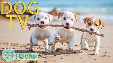 DOG TV: Videos Entertain Help Stop Boredom for Dogs Home Alone All Day - No-Stress Music for Dogs