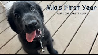 Mia the Flat Coated Retriever's First Year! 2022 2023 by Pine Ridge Canines 47,893 views 11 months ago 6 minutes, 54 seconds