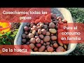 COMO COSECHAMOS LAS PAPAS  DE FORMA MANUAL DE NUESTRA HUERTA GRANDE PARA EL CONSUMO