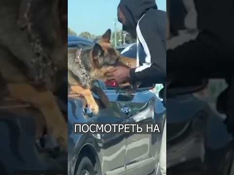 Милота дня: ОВЧАРКА захотела поближе увидеть щенка