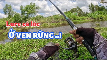 Săn cá lóc ở bìa rừng u minh || địa hình đất rừng u minh khá đẹp || @duphanfishing69camau