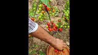 #tomato #tomatoharvesting #tomatofarm #tomatogardening #homegardeninguk #tomato #gardening #tomato