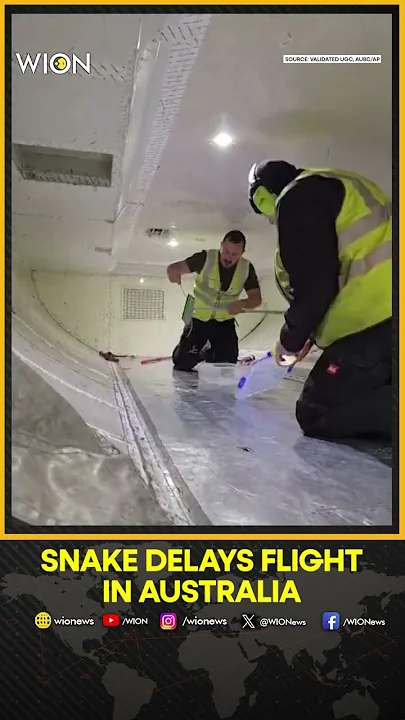 Snake On A Plane Delays Internal Flight In Australia | WION Shorts