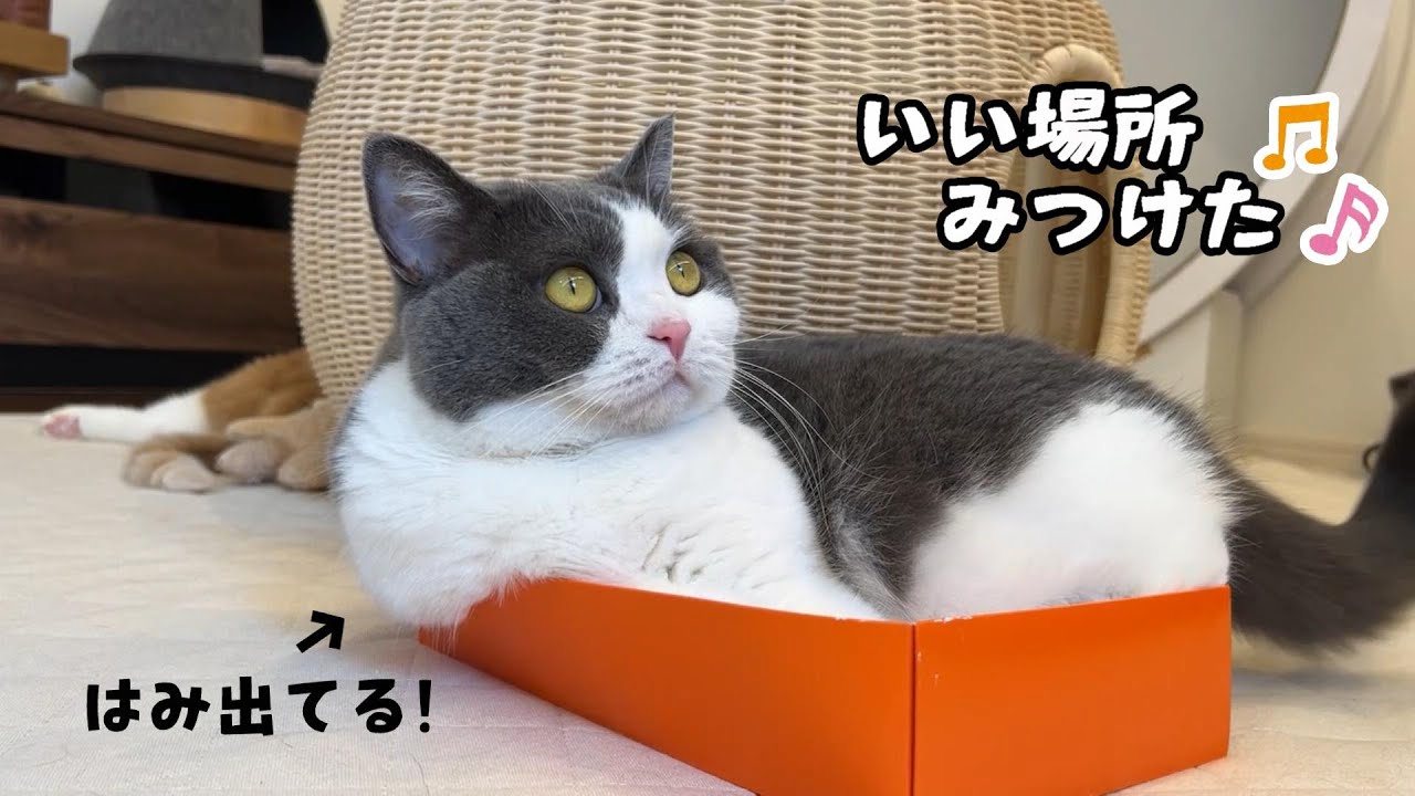 へっぽこ猫 まとめ買いページ I never expected a box of sweets to be so popular. - YouTube