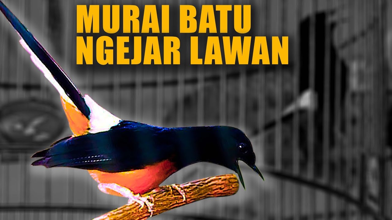 MURAI BATU NGEJAR LAWAN KARENA OVER EMOSI‼️