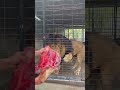 Huge Barbary Lion He S Real King 