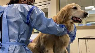 Behind the Scenes at the Flint Animal Cancer Center   Chemotherapy