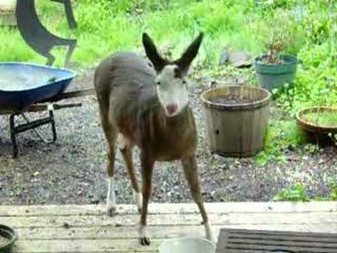 Cow Deer You Cow Deer