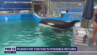 Update on Tokitae's  return | FOX 13 Seattle