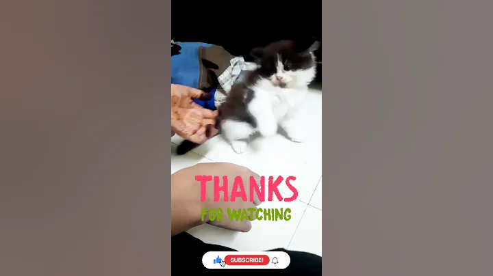 Video 1971841: cutecats furry persian cats, quality persian cat, kitten