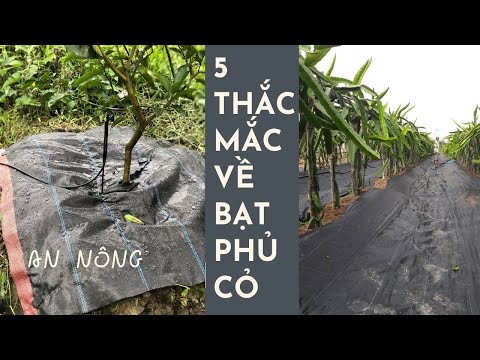 Video: Tại sao cỏ dại mọc trong lớp phủ: Tìm hiểu cách diệt cỏ dại trong lớp phủ