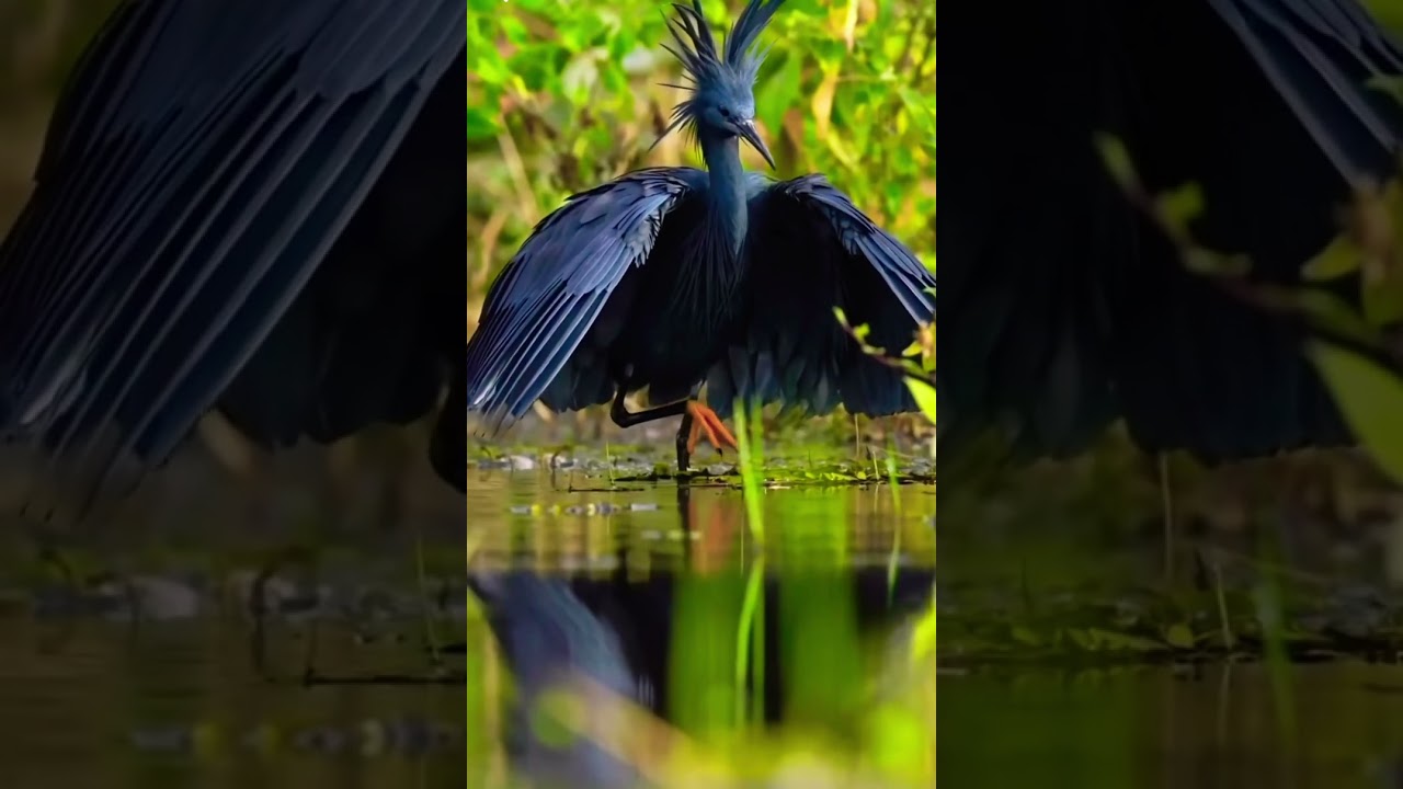 Black Egret’s fishing tricks