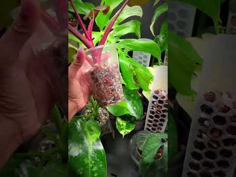 Stop ✋using soil for your plants | Go Semi Hydro!! ?