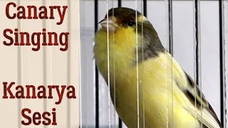 Kanarya Sesi Ve Erkek Kanarya Ötüşü | 1 Saat Kesintisiz | Kanarya Kızıştırma Ve Huylandırma screenshot 4