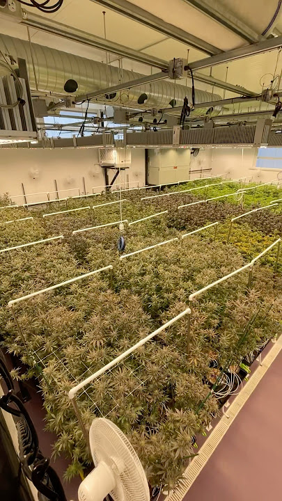 Rhythm of Life Cannabis (MA) #gardening #farming #cannabis