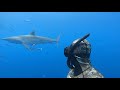 Diving with 5 species of sharks in one day!! NO CAGE!