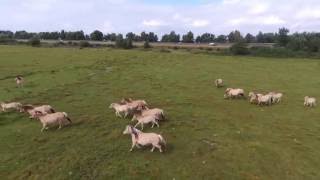 Parrot Bebob 2Wilde Paarden