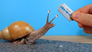 Achatina snail against the razor blade! I have to check this out!