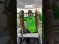 Самая удачная спиннинговая рыбалка в этом году🤩 #fishing #rec #рыбалка #рыбалканаозере #shortvideo