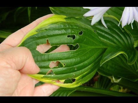 Video: Almindelige Hosta-skadedyr - Behandling af insekter på Hosta-planter