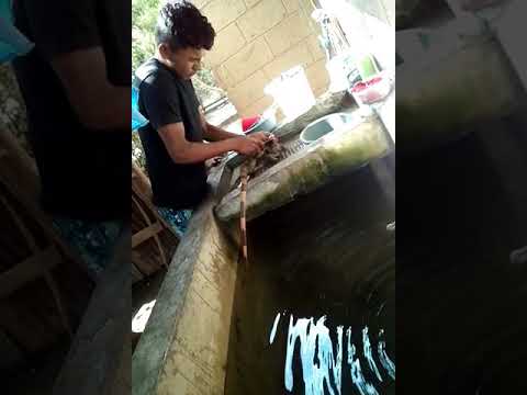 Como Pelar Iguanas En Honduras Youtube