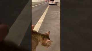 Person Rescues Cat Lying Balled Up by the Road ❤️