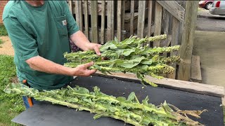 Mullein Hand Drill: 4 Plants Grown 2 Years Let's Spin'em