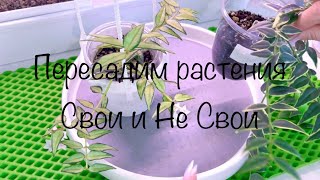 Пересадка растений своих и Не своих