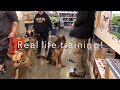 Niya | Rehab Board & Train | Valor K9 Academy -Spokane, WA Niya | Rehab Board & Train | Valor K9 Academy -Spokane, WA
