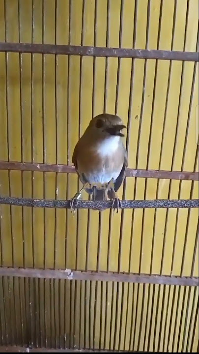 Srdc gacor isian kenari cililin murai batu ciblek kapas tembak #birds #srdcbali