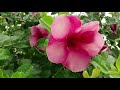flowers,The Natural Flowers, flowers, beautiful flowers, most viewed flowers, fresh flowers.