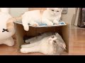 Two Scottish Fold cats fighting for cardboard house.