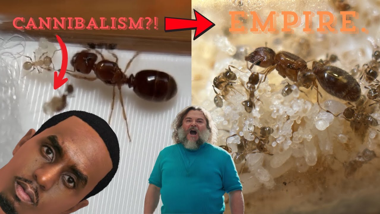 Meet the BRIGADE: From Rags to Royalty, Ant Style! (Pheidole bicarinata)