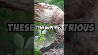 Why Do Beavers Build Dams 🦫? #beavers  #facts #interestingfacts #why #whynot