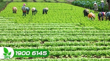 Hợp tác xã thúc đẩy sản xuất nông nghiệp quy mô lớn | VTC16