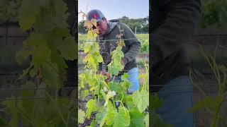 Cortando uva en California uva de Markéta