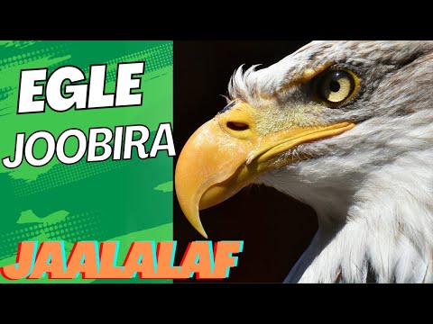 Joobira Irraa Obsa Qormaata Jaalala Dandeettii Gaggeessummaa Fi Amantii